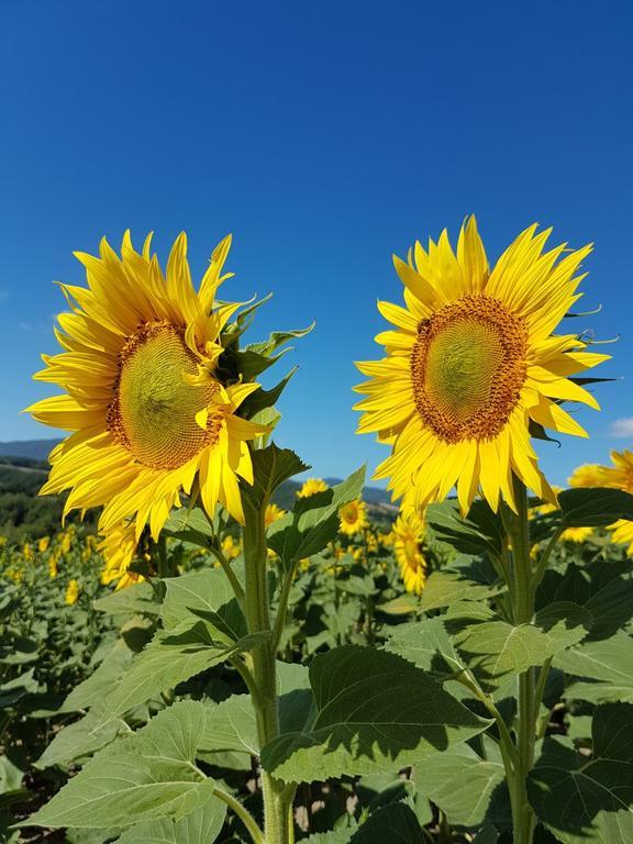 Agriturismo Il Catrino Ponteginori ภายนอก รูปภาพ