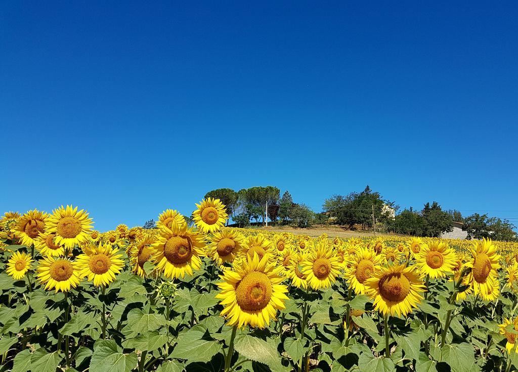 Agriturismo Il Catrino Ponteginori ภายนอก รูปภาพ